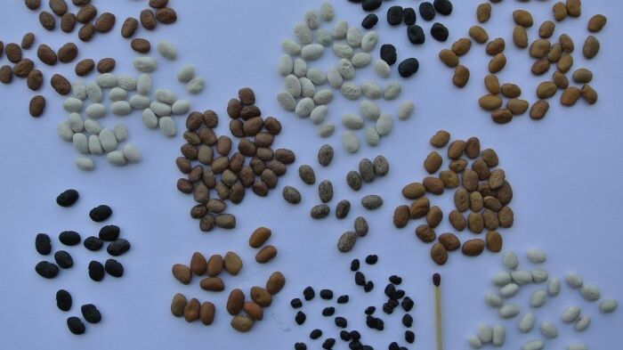 Pšenici a kukuřici drtí klimatická změna. Na pole se vrací zapomenuté plodiny