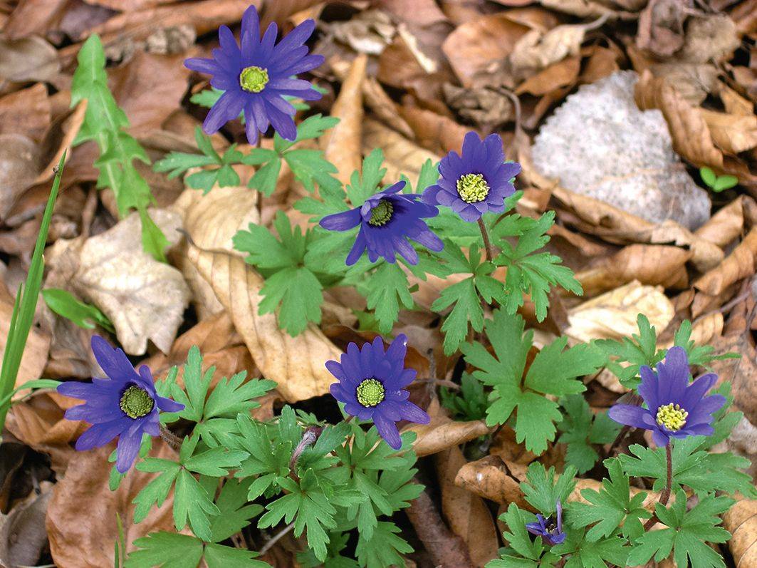 Sasanka vábná (Anemone blanda) pochází ze světlých lesů, křovin a skalnatých stanovišť východního Středomoří. Do zahrady vnese krásnou modrou barvu.