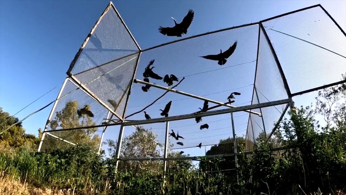Ostravská zoo natočila seriál. Stojí za ním lovec pašeráků zvířat