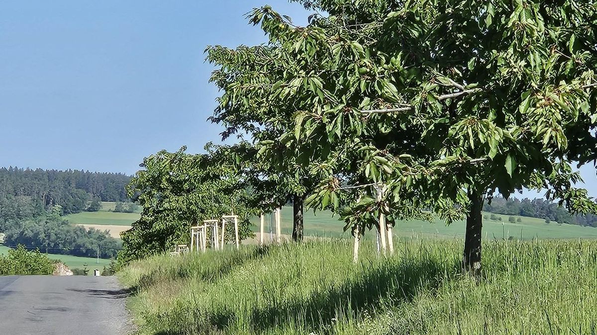 Olomoucký kraj obnovuje stromořadí u silnic. Dbá přitom na bezpečnost
