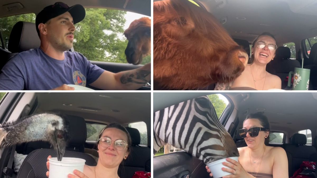 Alpaka se familiárnímu turistovi na safari pomstila po svém