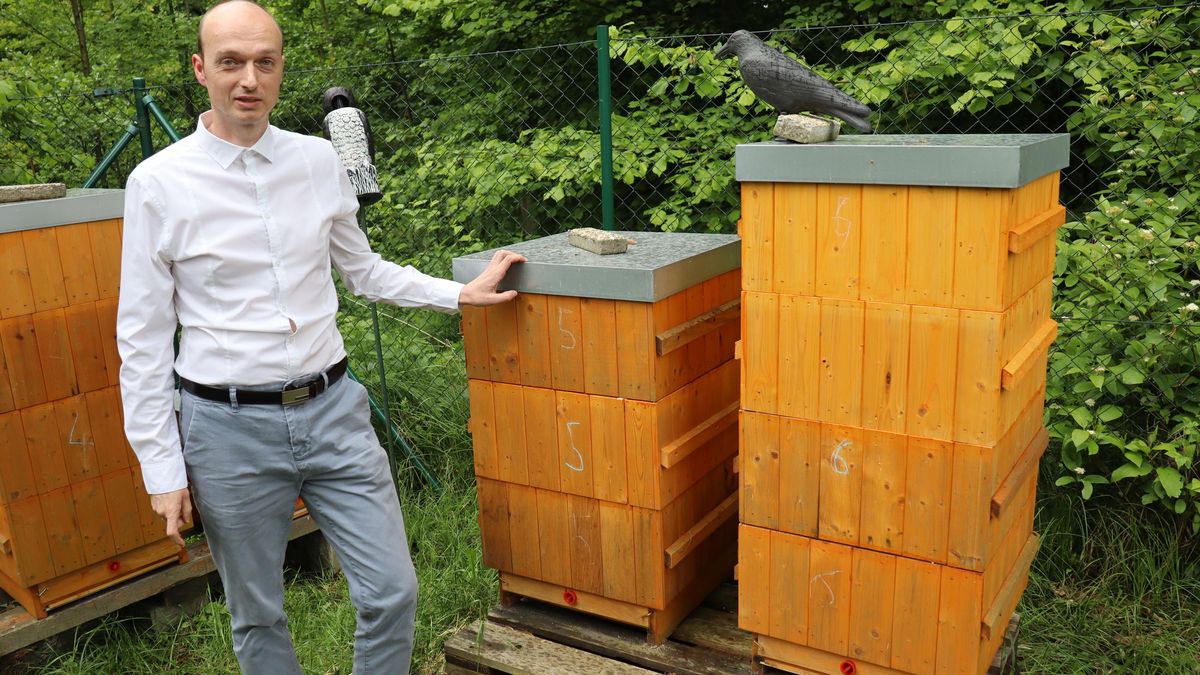 Včelař z Karviné odmítl spálit zdravé včely, může dostat pokutu až 100 000