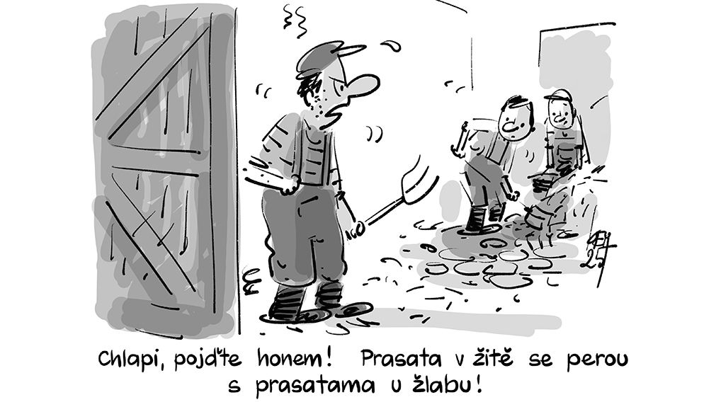 KEMEL: Prasata se perou