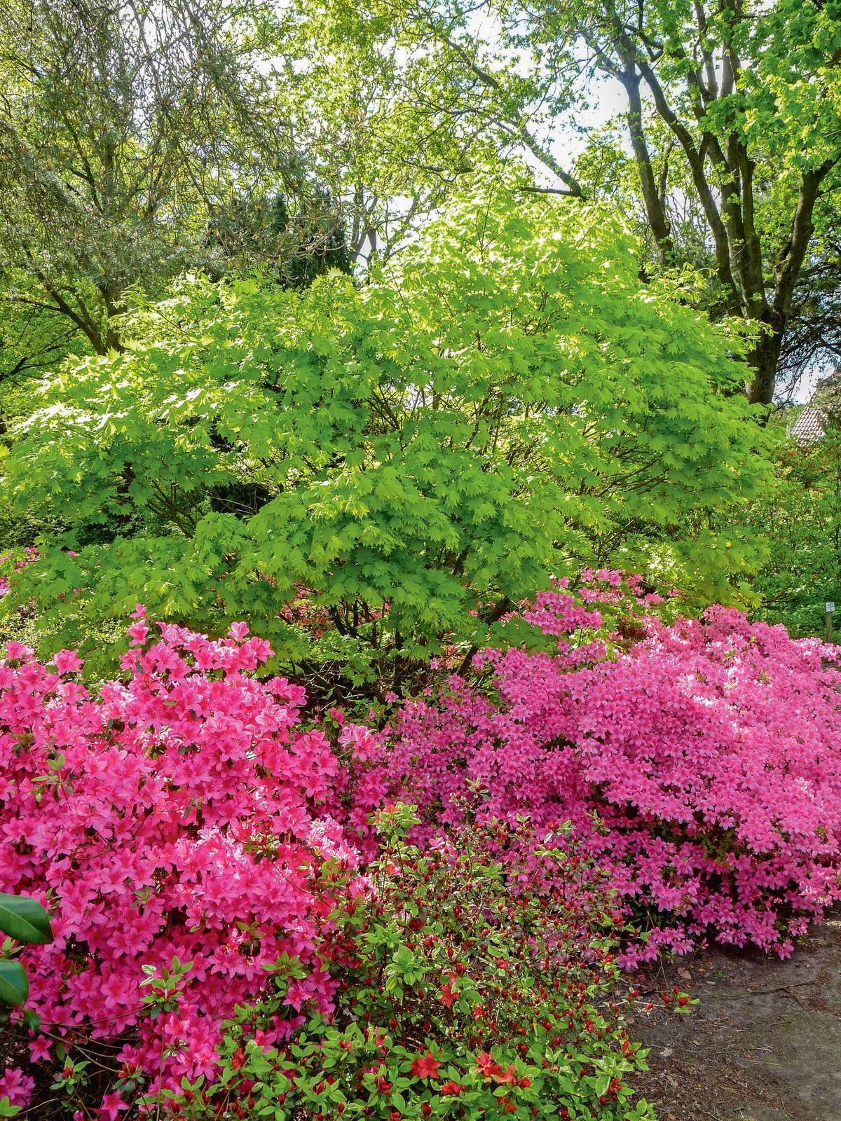 Japonské azalky v přirozené kombinaci pod japonským javorem. Vpravo odrůda ‚Favorite‘, vlevo ‚Taschkent‘