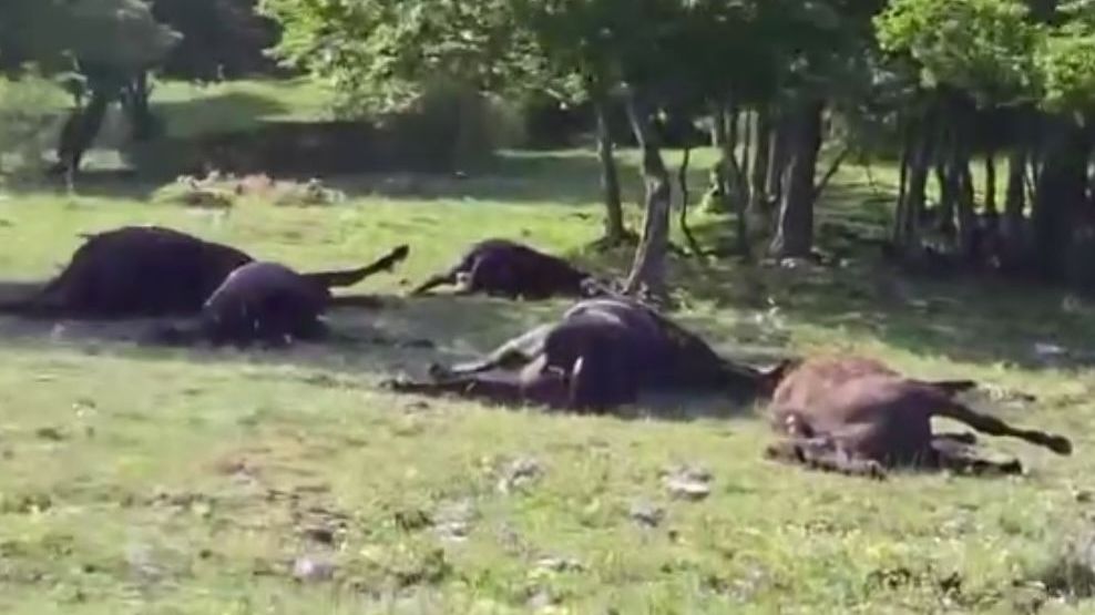Blesk v Itálii zabil 33 koní. Scéna na horské pastvině zdrtila záchranáře
