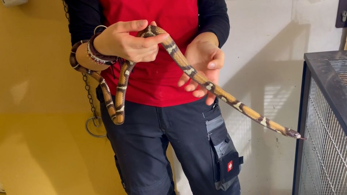 Had z toalety vídeňského hotelu je k vidění v malé zoo v Salcburku