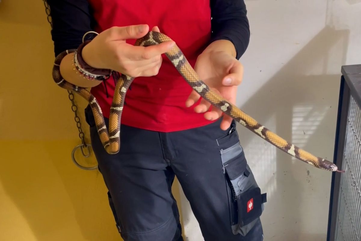 Had z toalety vídeňského hotelu je k vidění v malé zoo v Salcburku