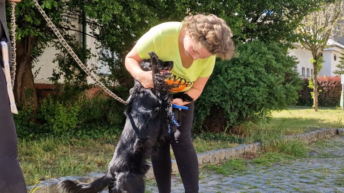 Psa, který přejel vlakem z Hradce do Pardubic, našla majitelka přes sociální sítě. Jeho radost byla nezměrná