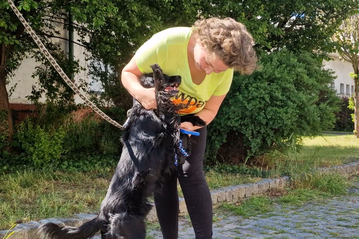 Psa, který přejel vlakem z Hradce do Pardubic, našla majitelka přes sociální sítě. Jeho radost byla nezměrná