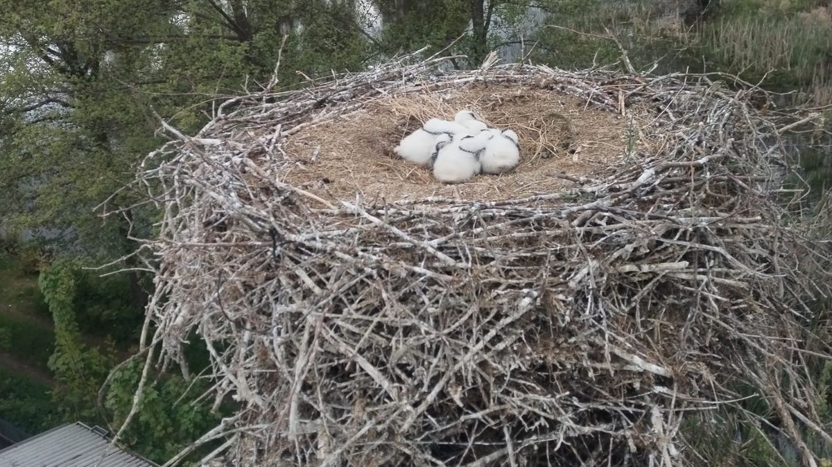 Záchrana čapích mláďat na Tachovsku. Hnízdo opustil jeden z rodičů