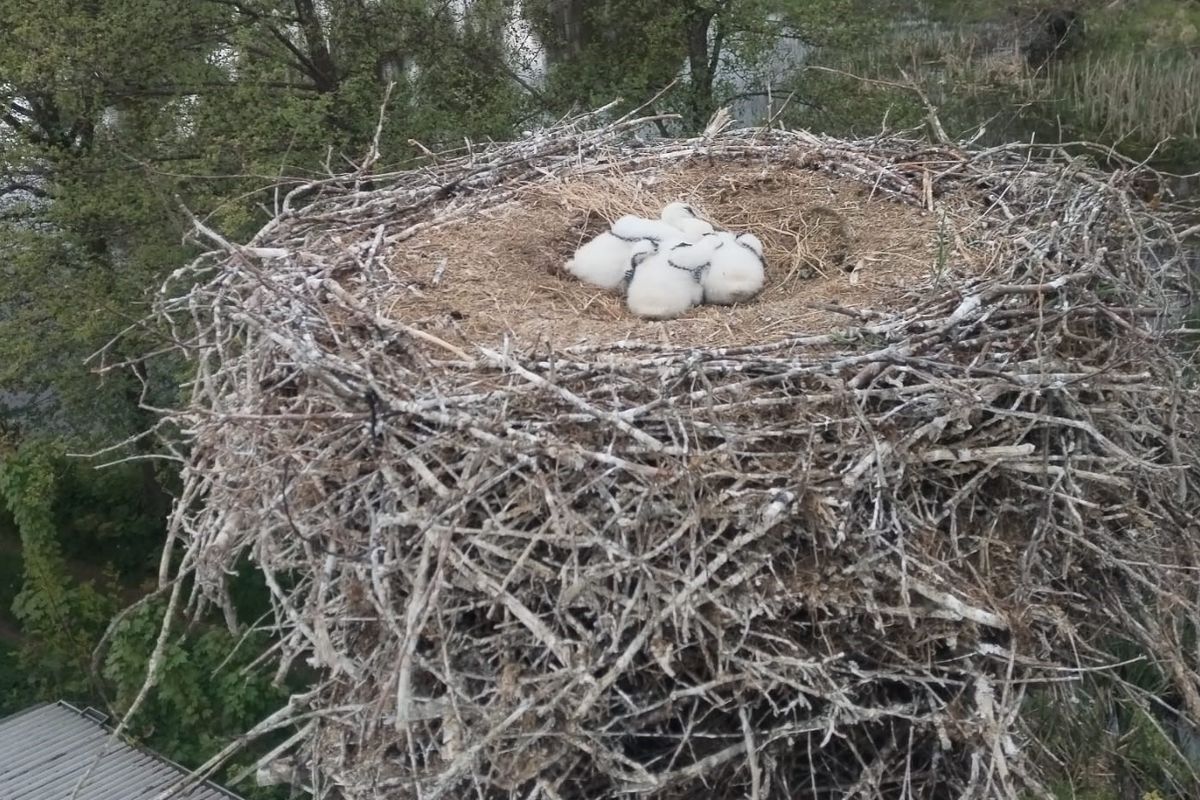 Záchrana čapích mláďat na Tachovsku. Hnízdo opustil jeden z rodičů