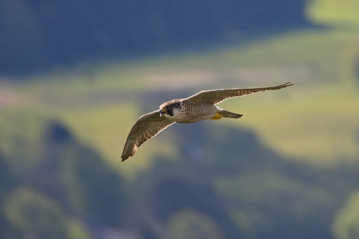 Ochranáři zakázali vstup na Čtyři palice na Žďársku, chtějí dopřát klid sokolům