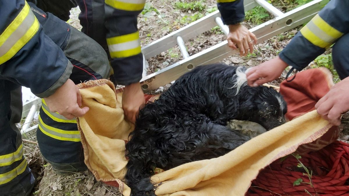 Hasiči vytáhli u Troubek z hlubokého bláta psa. Pohřešován byl několik dnů