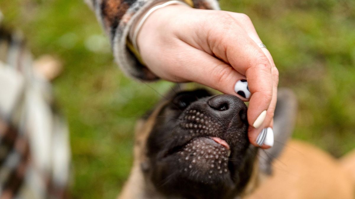 Recepční odřezávala čumáky mrtvým psům na veterinární klinice v Praze