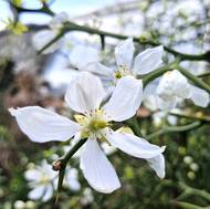 Nádherné velké květy má okrasný citronečník trojlistý neboli poncirus trifoliata. Ten jako jediný nemusí majitel na zimu uklízet, protože je mrazuvzdorný.