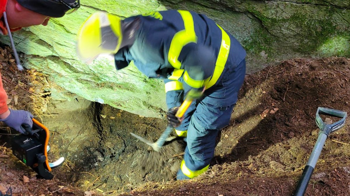 Zvědavá fena na Bruntálsku zůstala uvězněná v jezevčí noře. Prokopali se k ní hasiči