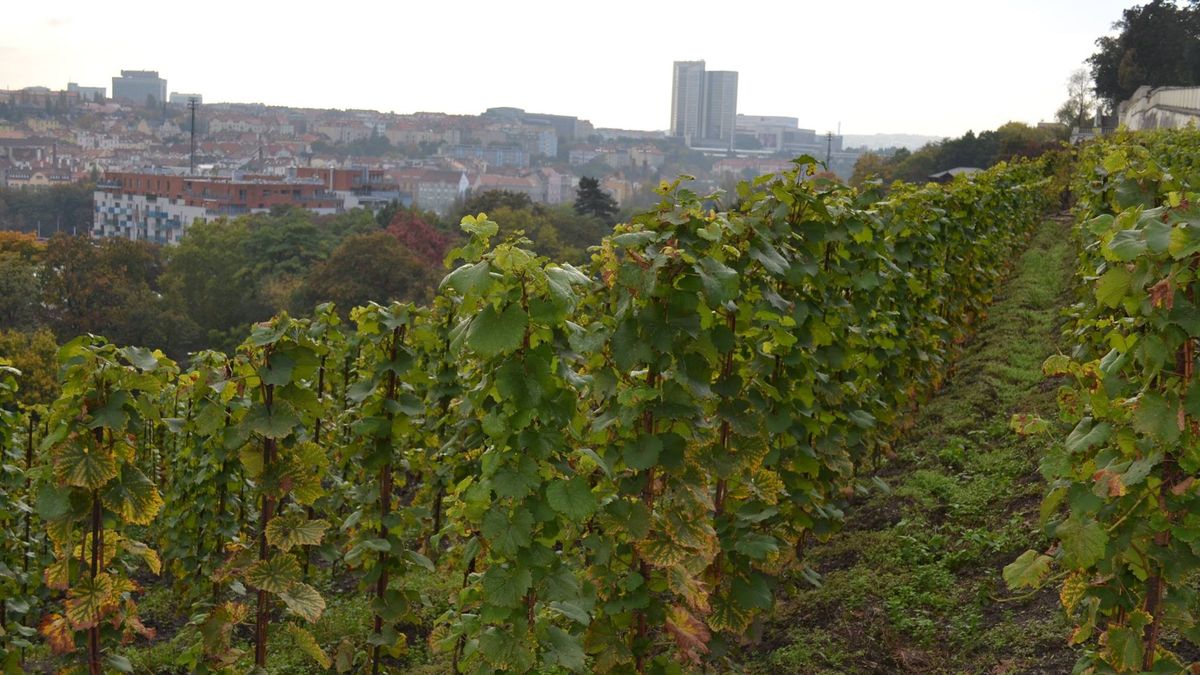 Pražské vinice zrodili tradici, víkendové otevřené sklepy nabídnou ochutnávky a prohlídky