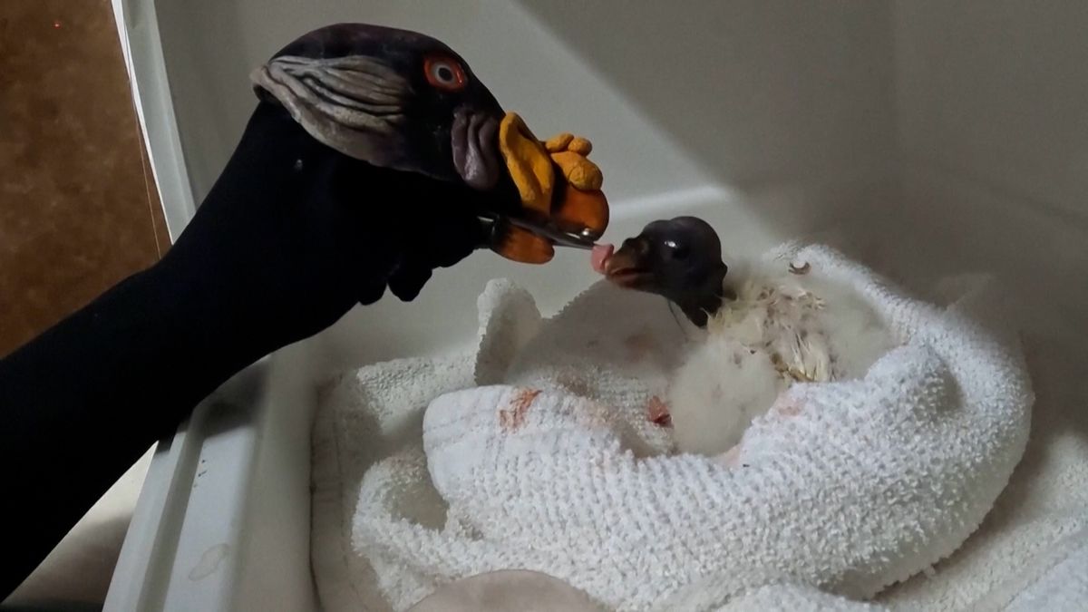 V americké zoo krmí mládě kondora pomocí maňáska