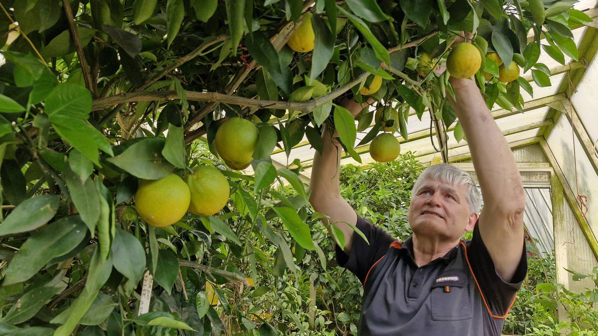 Celkový výnos citrusů odhaduje pěstitel na několik metráků za rok. Velmi zajímavě plodí například pomerančovník ordo.