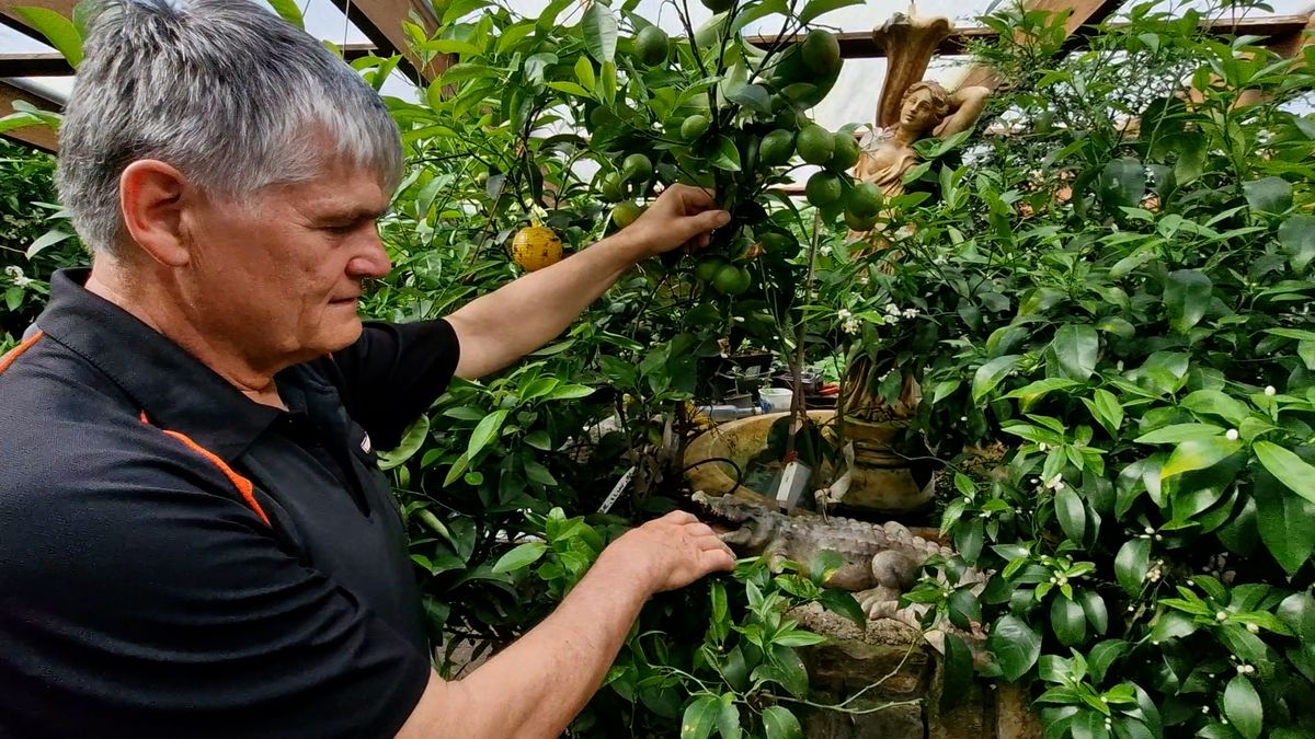 Českému králi citrusářů pomeranče kvetou a plodí zároveň