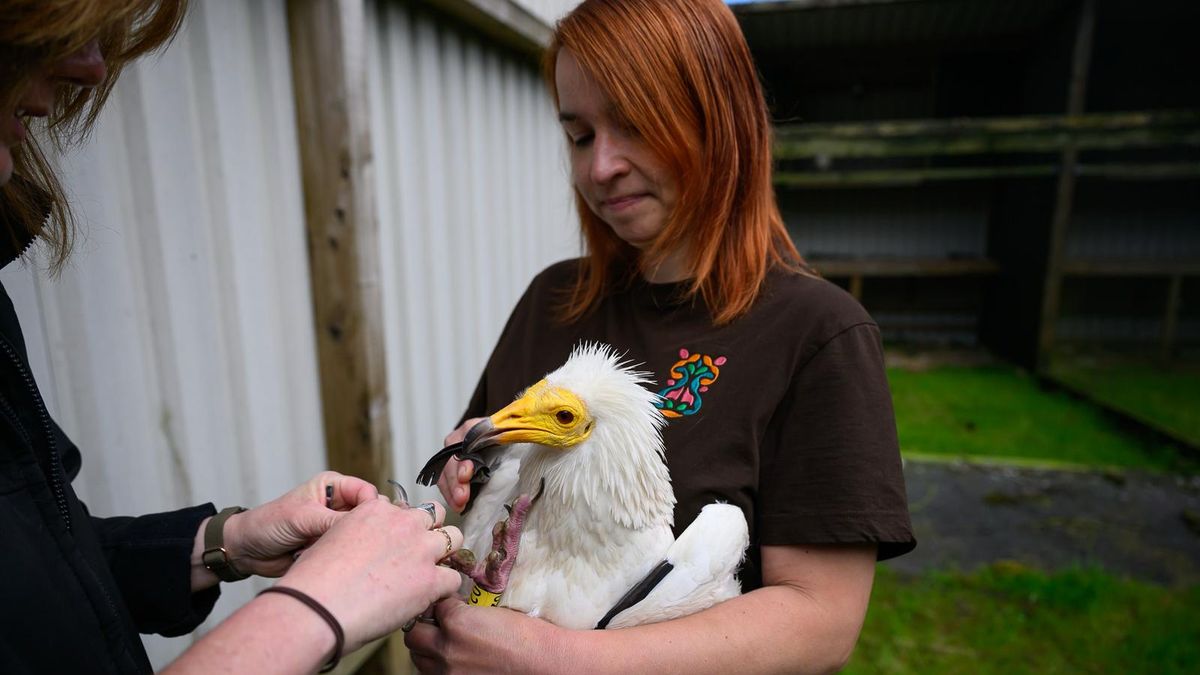 Má prý nejlepší práci na světě. V ostravské zoologické zahradě se stará o supy