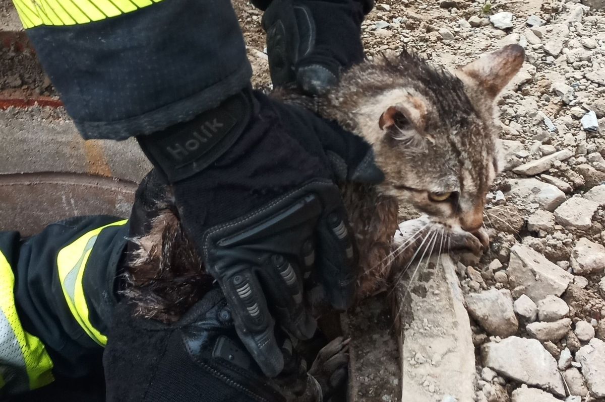 Hasiči zachraňovali malé kotě, spadlo do šachty