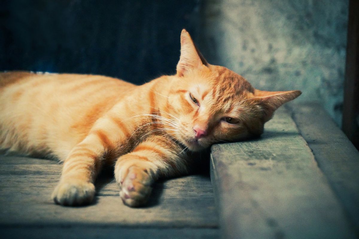 Kocour po anestezii prchl od veterináře. Po týdnu se bez úhony vrátil domů