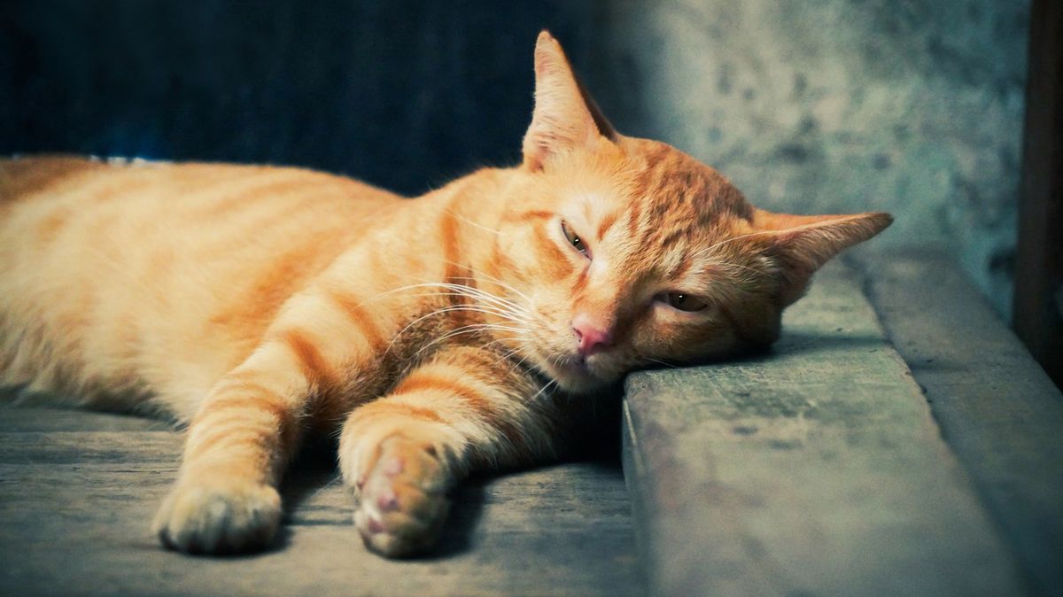 Kocour po anestezii prchl od veterináře. Po týdnu se bez úhony vrátil domů