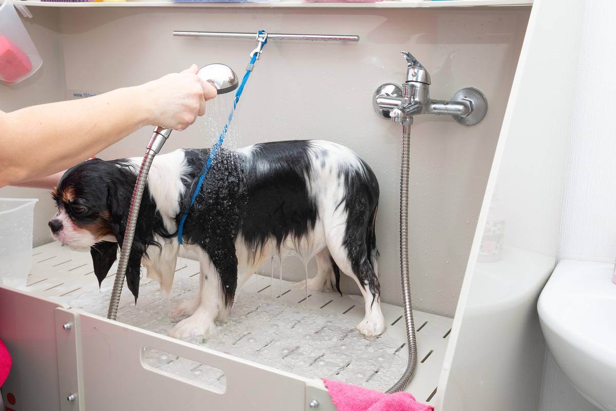 Sprchová vanička s dvířky umožní pejskům bezproblémový vstup.