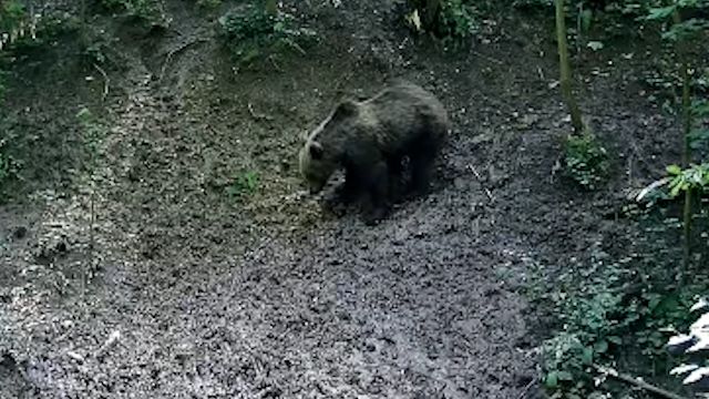 Na Zlínsku se potuluje medvěd, myslivci ho viděli v Petrůvce i na okraji Luhačovic