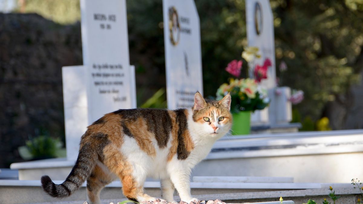 V Japonsku se stává populární společné pohřbívání s domácími mazlíčky