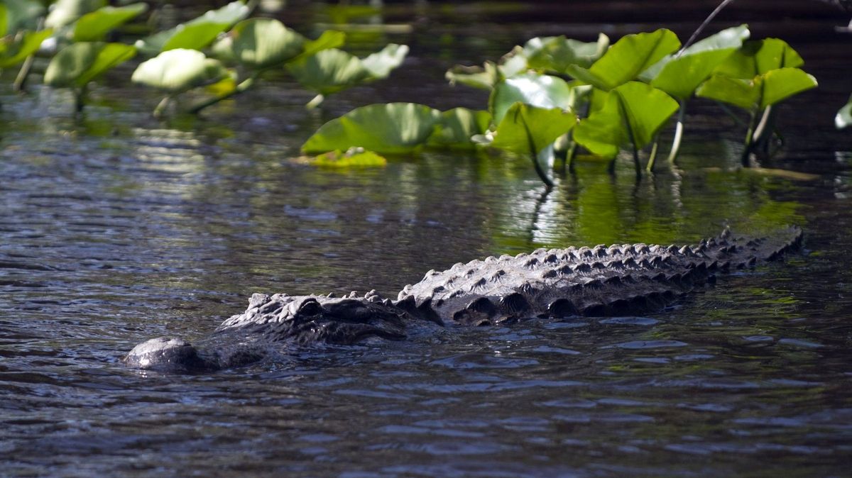 Aligátor na Floridě stáhnul ženu z kánoe a před očima manžela ji usmrtil