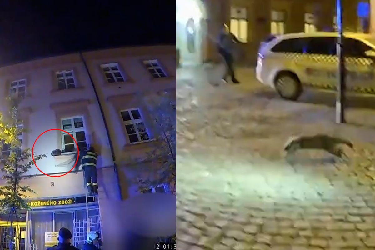 Mýval se v centru Českých Budějovic díval na strážníky z parapetu. Pak jim skočil na auto a zmizel 