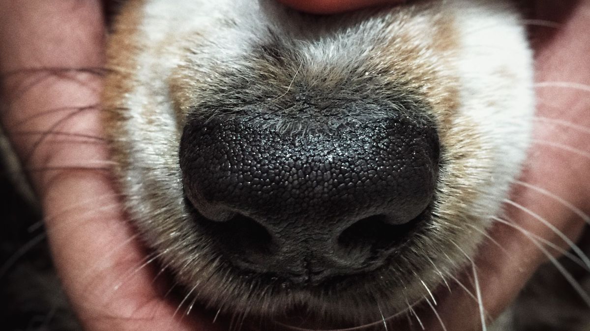 Případ recepční, která odřezávala psí čumáky na veterině v Praze, prověřuje policie