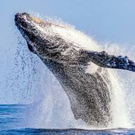 V okolí ostrova je možné spatřit jedinečné přírodní divadlo.