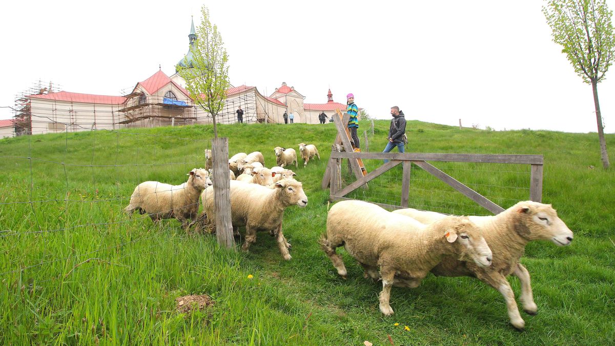 Zelenou horu letos nebudou spásat oblíbení berani. Chovatelé se bojí šíření slintavky a kulhavky