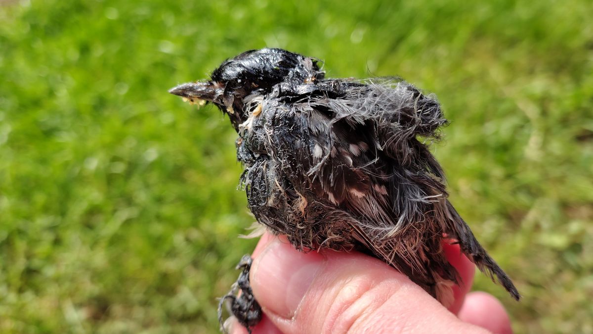 Zákeřné lepicí pasti zahubí každé jaro stovky ptáků. Umírají trýznivou smrtí