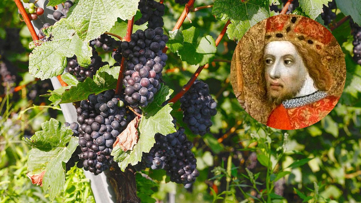 Vinice nabírají v Praze druhý dech. Do prací na vinohradu se zapojoval i patron české země