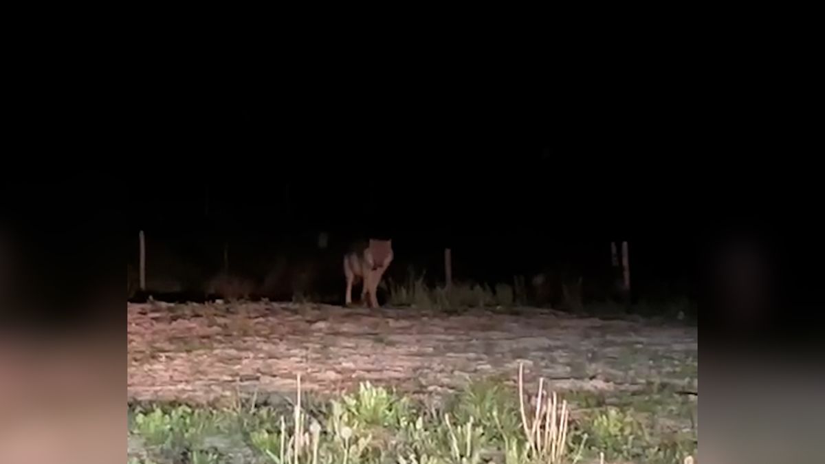 Video: Vlk se zatoulal do centra obce na Jablunkovsku, zachytily ho kamery