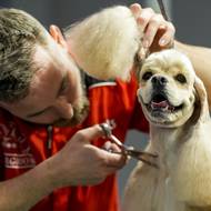 Polský groomer stříhá kokršpaněla