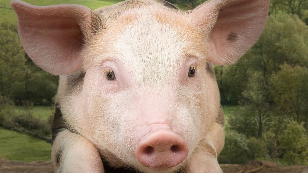 Francouzský farmář sedí v base, jeho prasata musí krmit starosta a náměstci