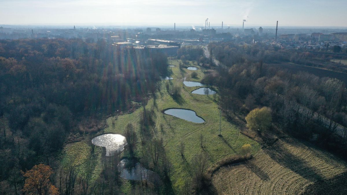 Loni vybudované tůně na Olomoucku osídlili první obojživelníci