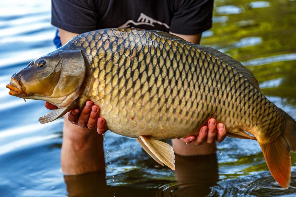 Rybář chytil v Balatonu rekordního kapra, vážil téměř 48 kilogramů