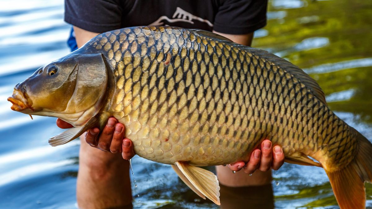 Rybář chytil u Balatonu rekordního kapra, vážil téměř 48 kilogramů