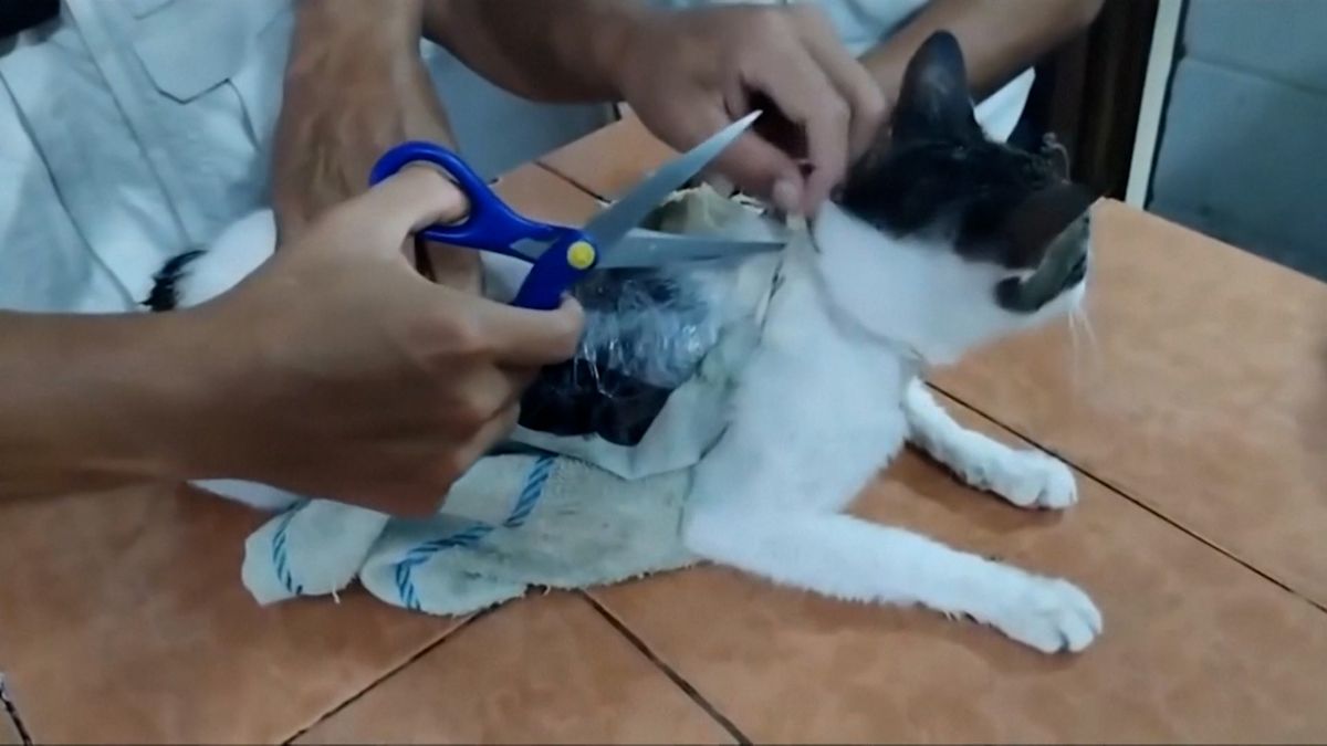 Kočka pašovala do vězení drogy, dozorci ji odchytili na stromě