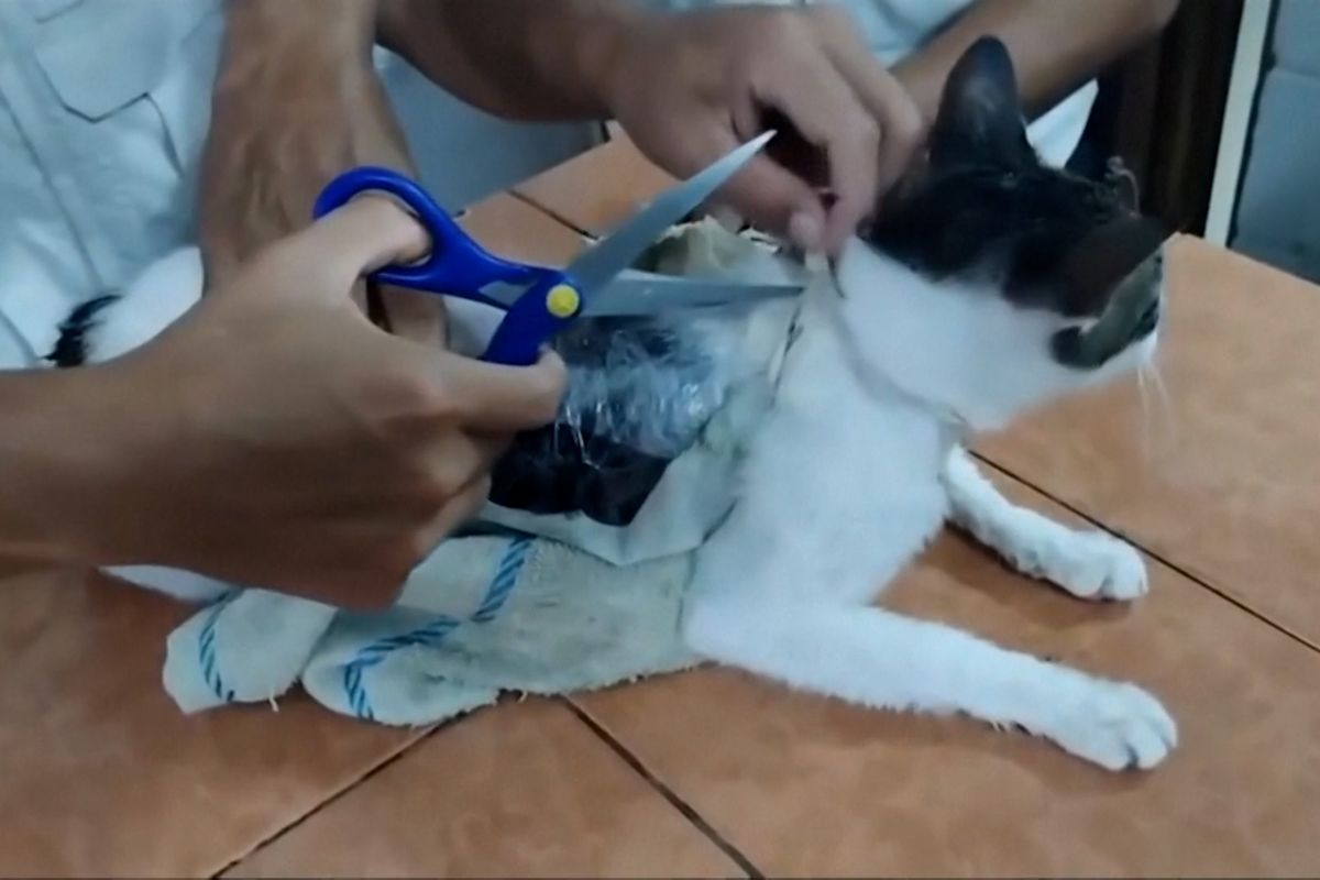 Kočka pašovala do vězení drogy, dozorci ji odchytili na stromě