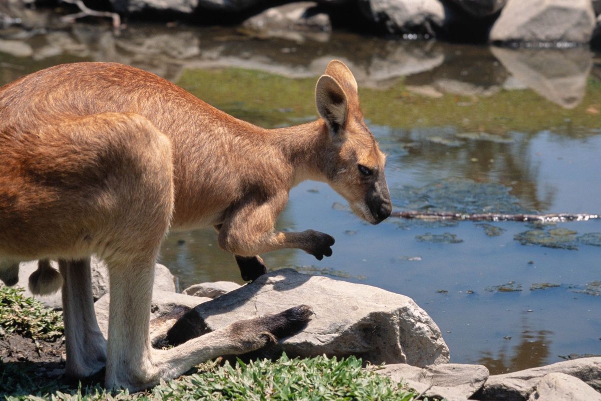 Klokan v americké rodinné zoo zabil majitele areálu