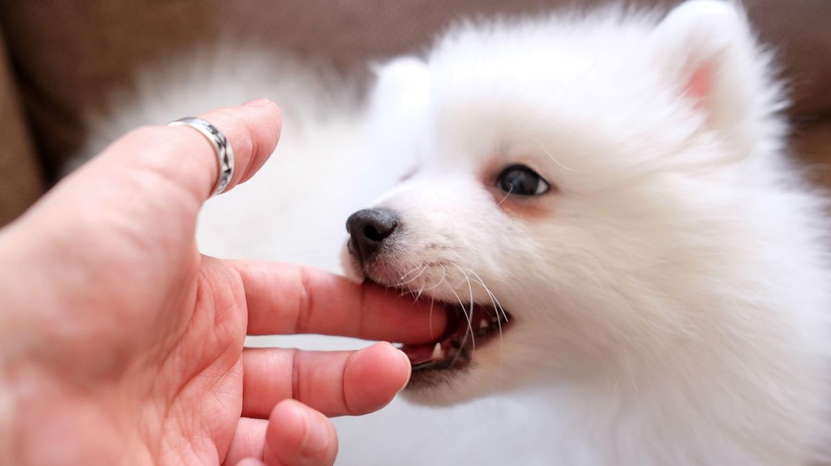 Každý pes má nárok na jedno kousnutí, zdůvodnil kanadský soud zamítnutí odškodného pro pokousanou ženu