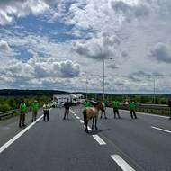 Samec Wisky ještě v Praze utekl z přepravního boxu na Pražský okruh a do Kazachstánu nakonec neodletěl.