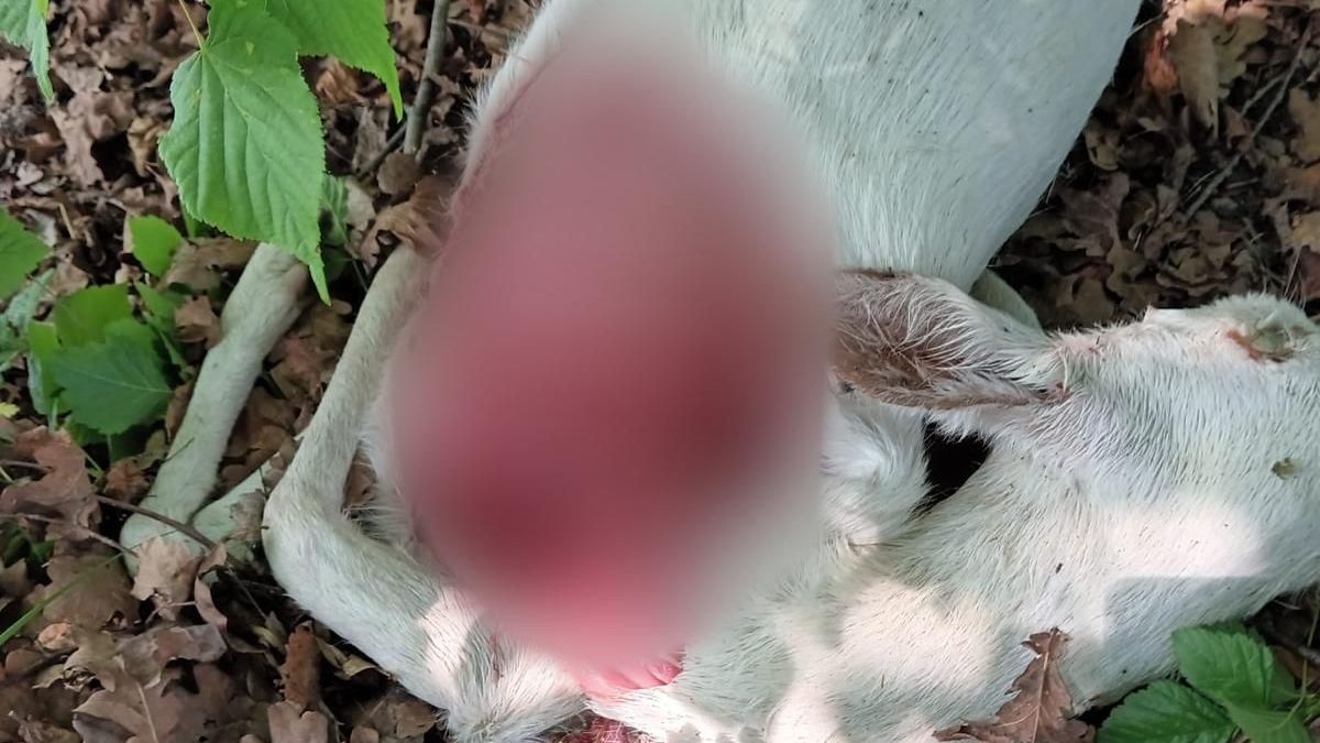 Oblíbenou bílou srnu v Litvínovicích na Českobudějovicku zadávil pes